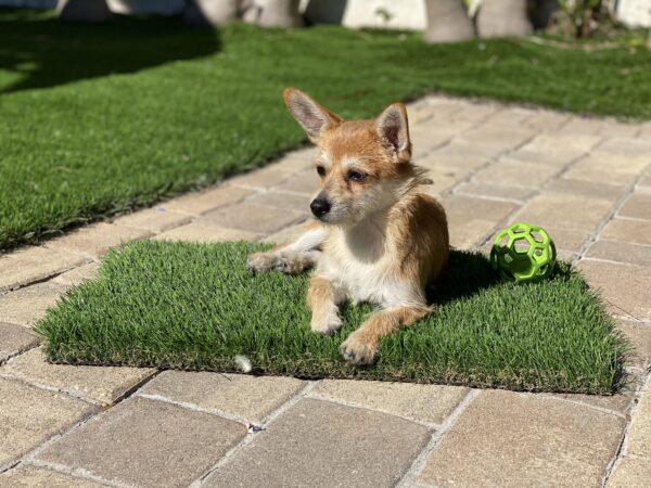 A dog sitting on the artificial grass block